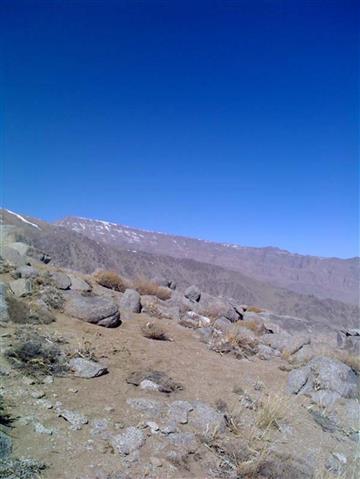 شیری در کوه