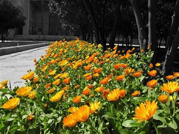 بهار شیراز