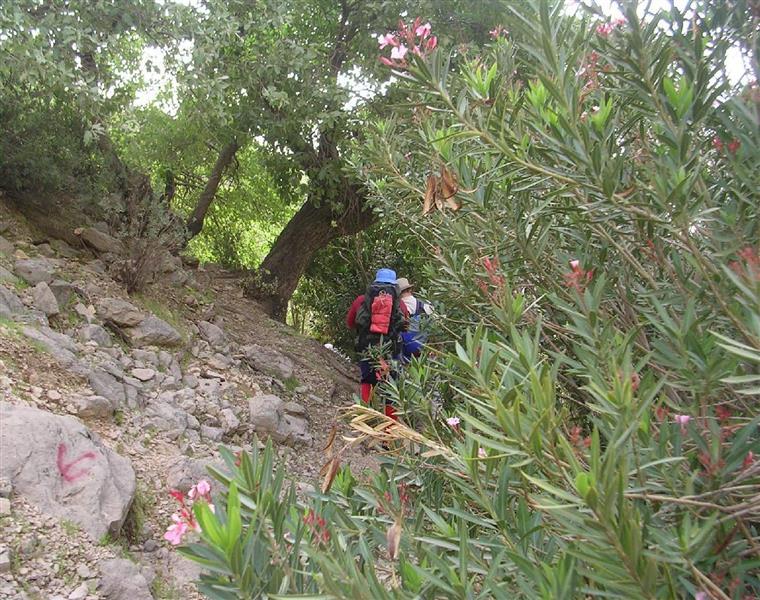 مسیر آبشار شوی