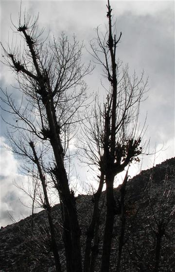خواب زمستانی
