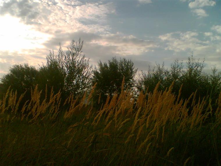 نقاشی طبیعت
