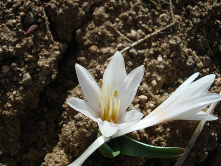 گل زیبایی در دامنه الوند