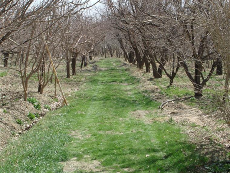 راهی سرسبز و زیبا