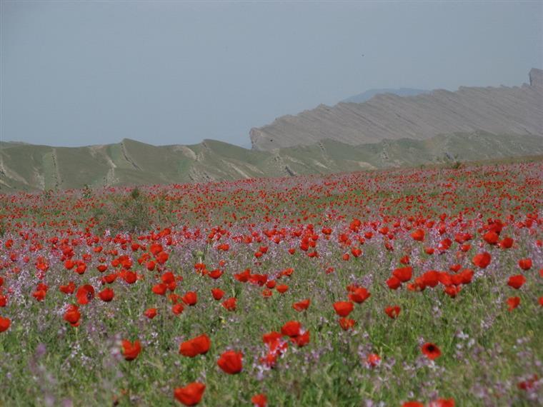 دشت شقایق