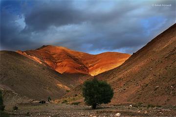 برگ جهان