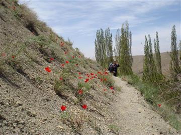 لاله زار (خروجی روستای خوارس به سمت دره برقان)