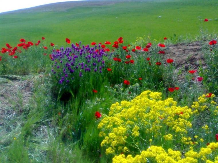 طبیعت زیبای کردستان