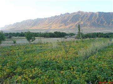 تنوع زیست محیطی روستای خان آباد