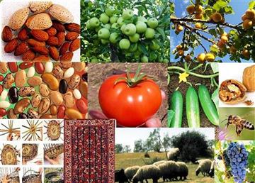 محصولات کشاورزی روستای خان آباد