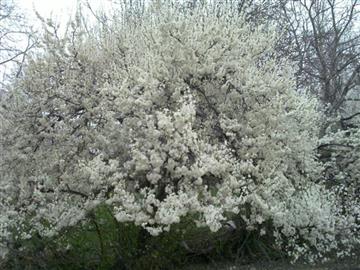 آلوچه های شکوفه برفی کوران