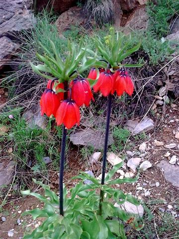 لاله های واژگون (fritillaria persica) منطقه حفاظت شده الوند خمین