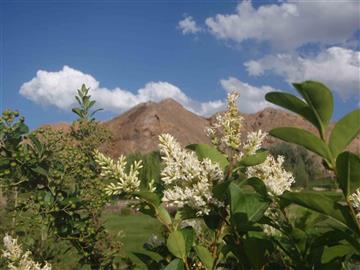 کوهستان پارک یزد