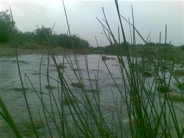 بیشه روستای شهری كهنه