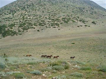 جهان نما گرگان