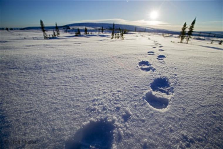 چرا راه رفتن روی برف، سر و صدا ایجاد می‌كند؟ 