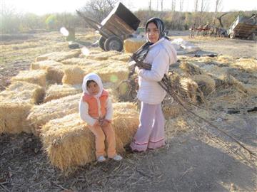 نمای از برداشت محصولات در روستای آقداش شهرستان ساوه