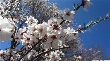 محله افوشته-شکوفه های بهاری 