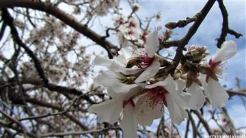 محله افوشته-شکوفه های بهاری
