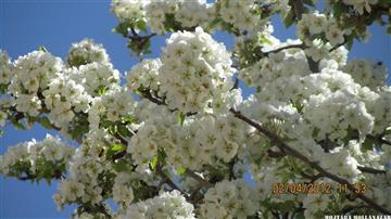 محله افوشته-شکوفه های بهاری