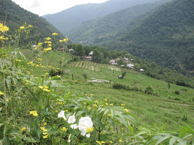 روستای پلام