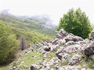 جنگل اطراف روستای پش