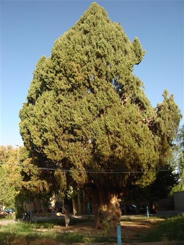 سرو کهنسال مهریز