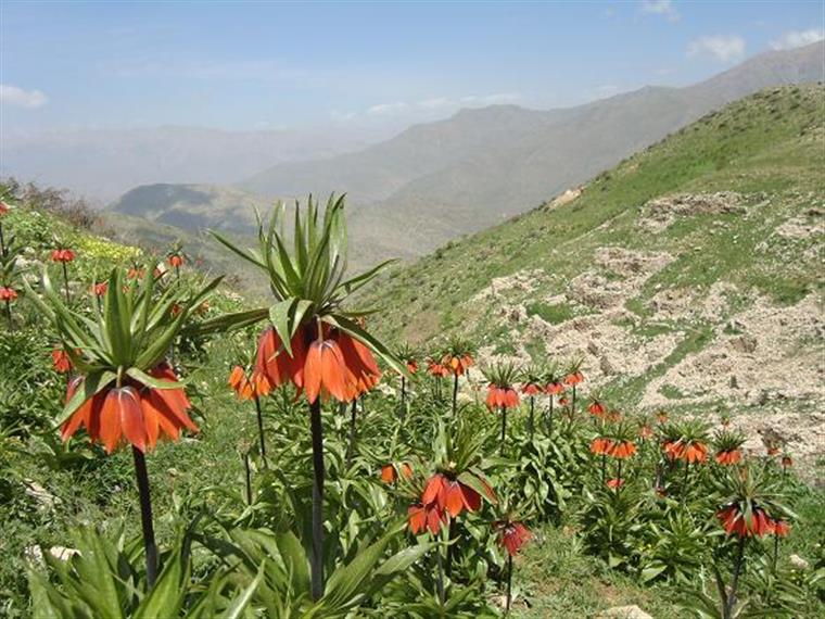 کوه آتشگاه