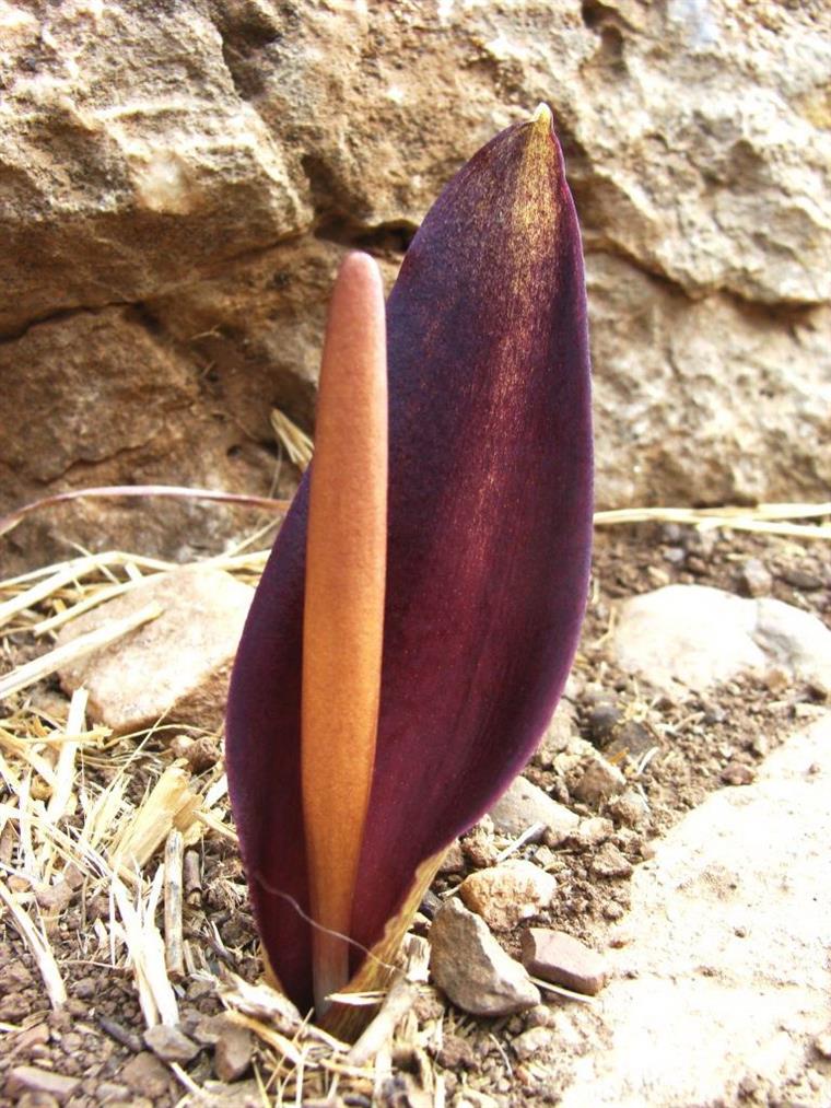 گل شیپوری