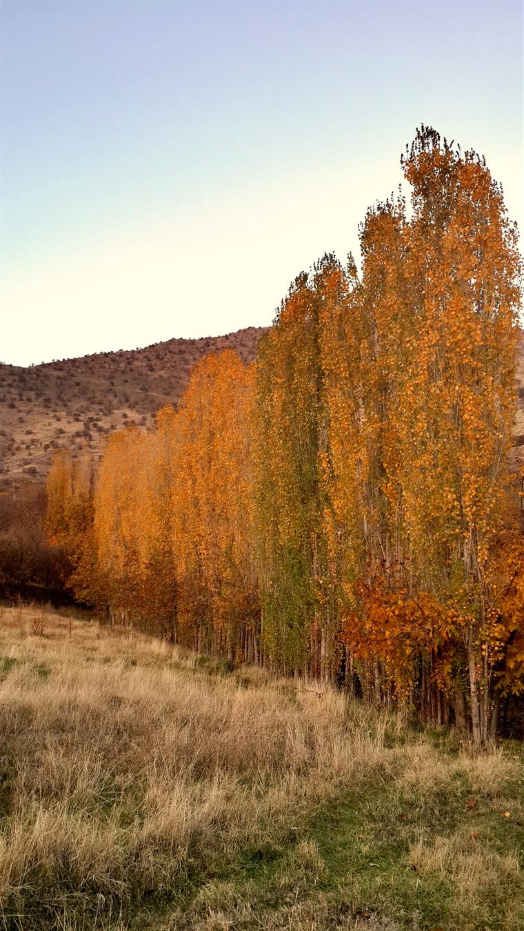 چنارستان