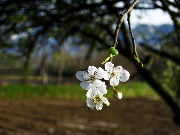 شکوفه آلوچه