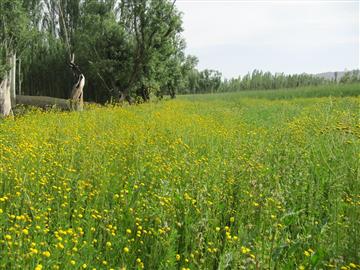 مناظر بهاری روستای هونجان