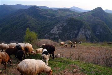 چرای گوسفندان در جنگل گلستان