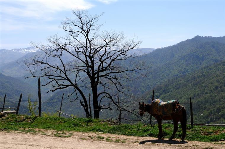 روستای زنگولاب