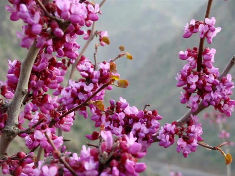 ارغوان