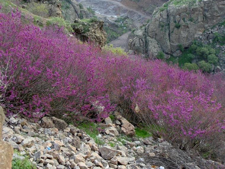 ارغوان