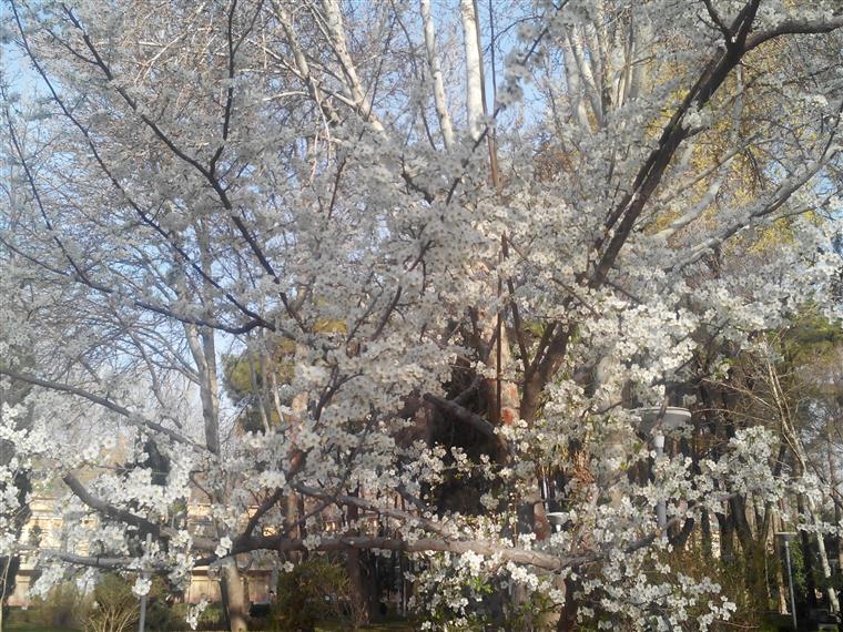 شکوفه های بهاری هشت بهشت