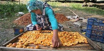 تهیه برگه زردآلو در روستای خان آباد