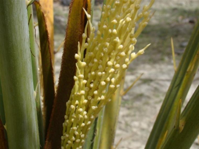 سرآغاز خرمای شیرین