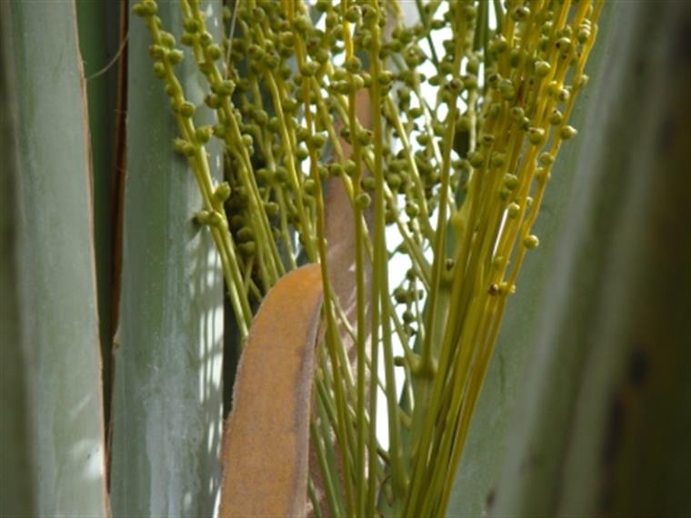 سرآغاز خرمای شیرین