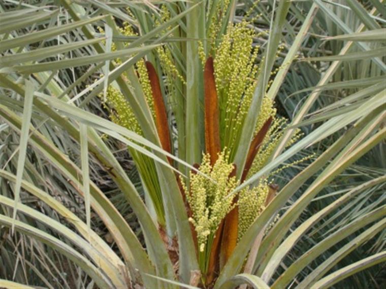 سرآغاز خرمای شیرین