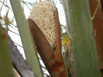 سرگذشت گلهای نر خرما