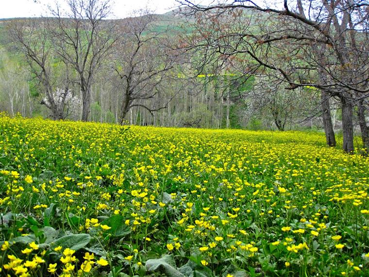 روستای هرگلان