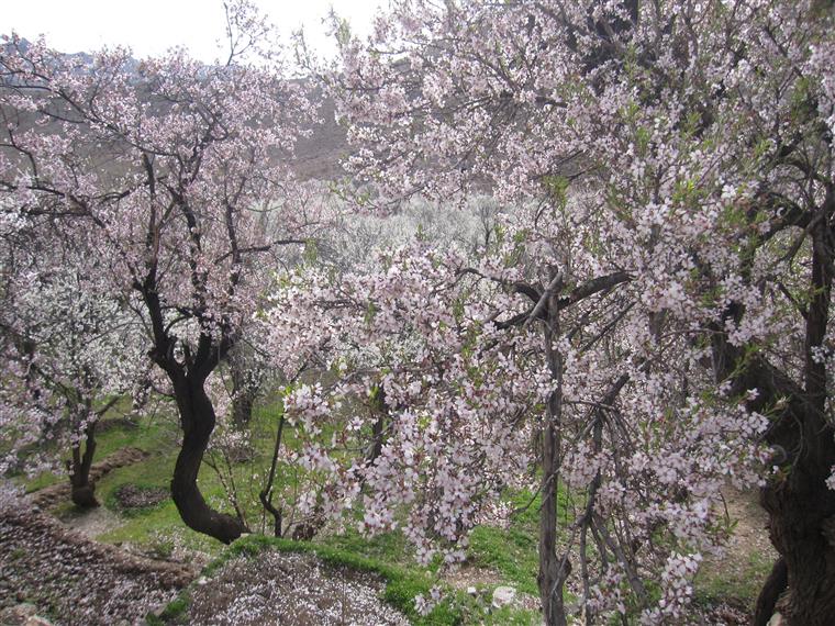 روستای مازگان