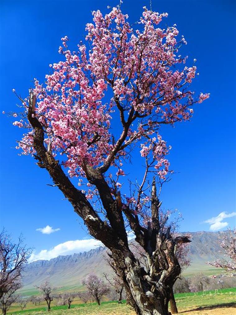 بهار در روستای خان آباد
