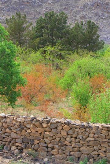 بهار در روستای فراشاه