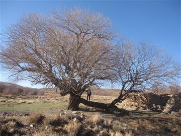 روستای گلویک