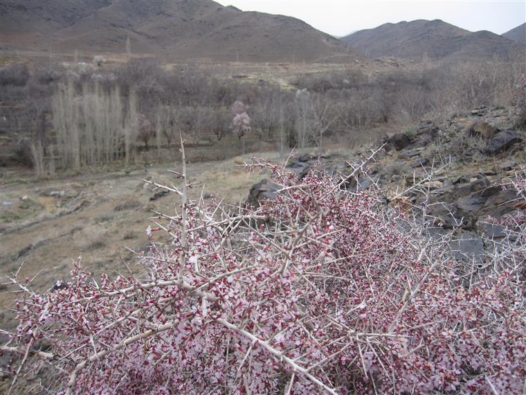 آغاز بهار در روستای جوینان