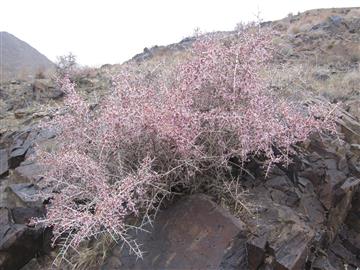 آغاز بهار در روستای جوینان