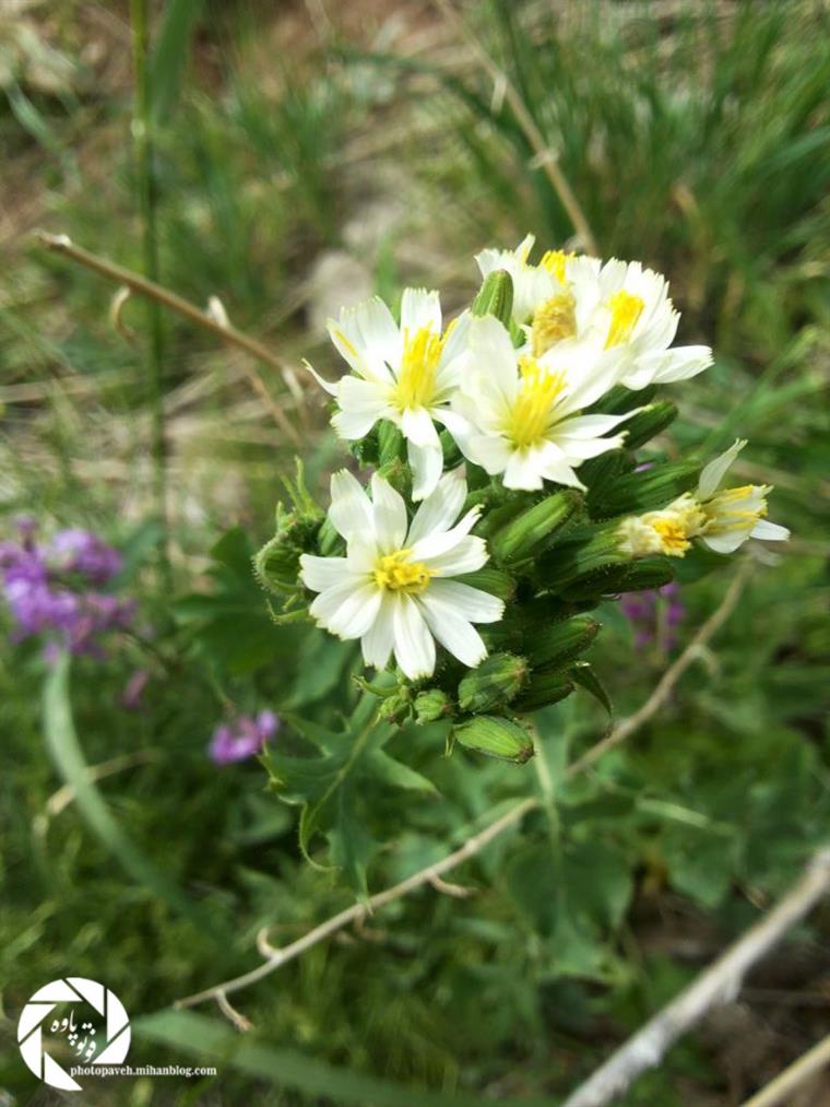 کوهستان یا'گلستان