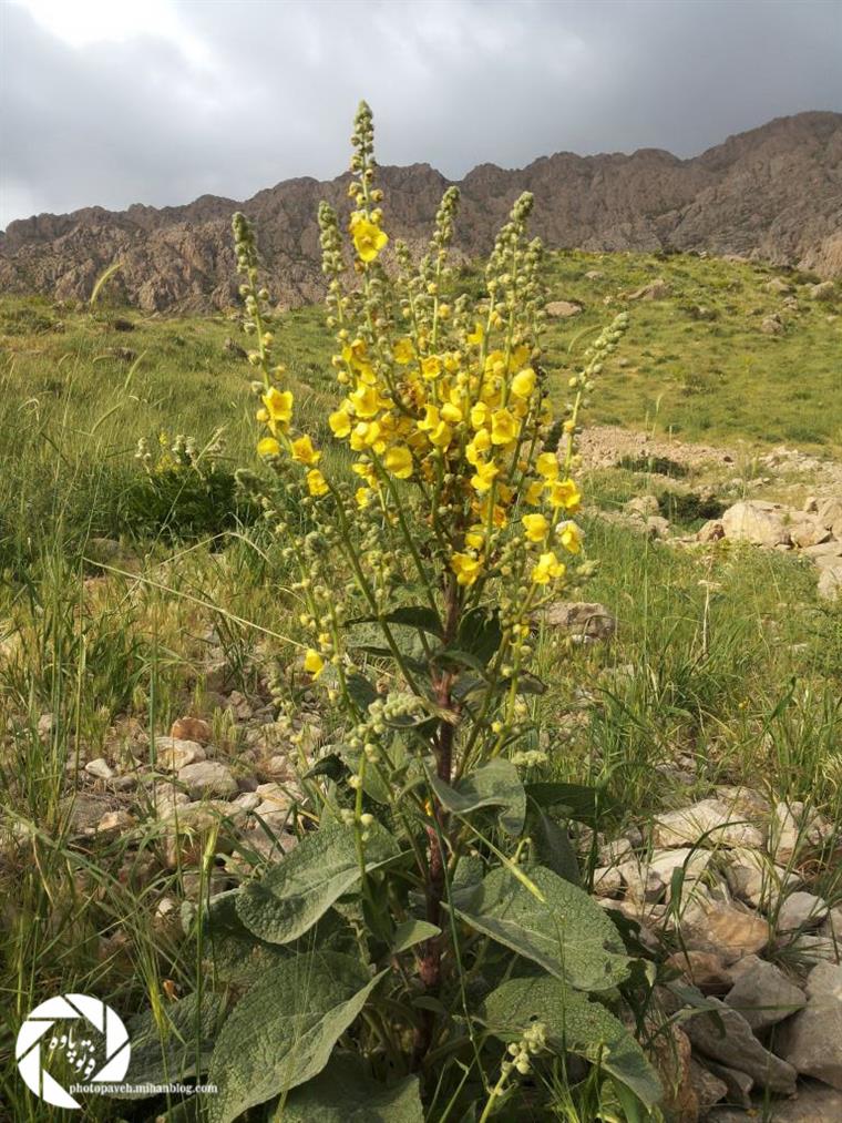 کوهستان یا'گلستان